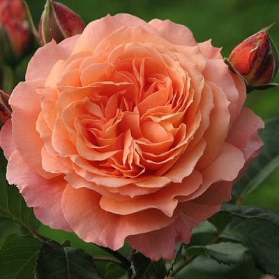 Роза шраб в Домодедове