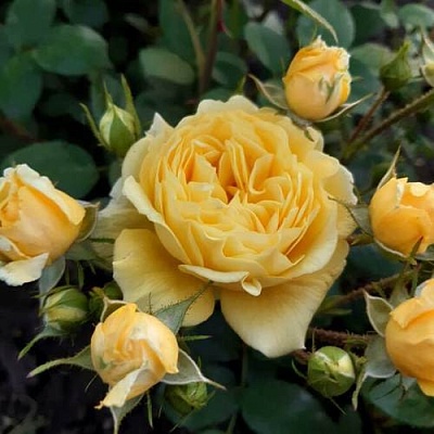 Роза флорибунда в Домодедове