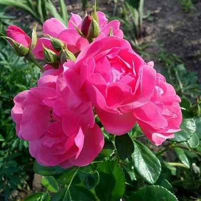Роза АНГЕЛА флорибунда в Домодедове