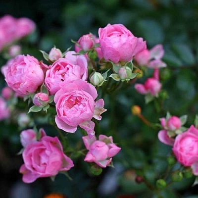 Роза полиантовая в Домодедове