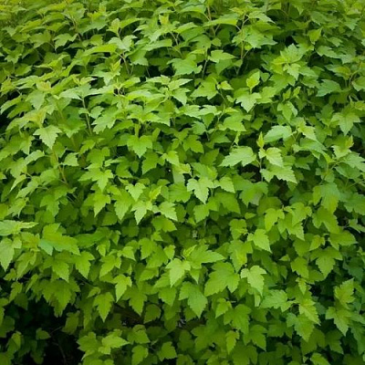 Зеленый в Домодедове