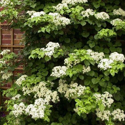 Черешковая в Домодедове