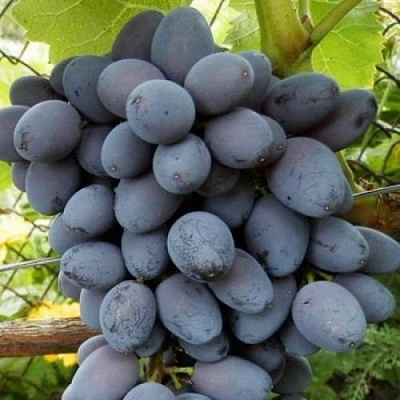 Черный виноград в Домодедове