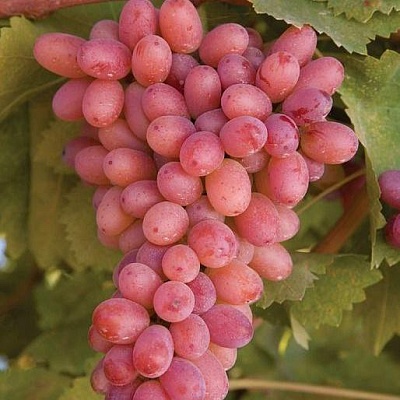 Розовый виноград в Домодедове