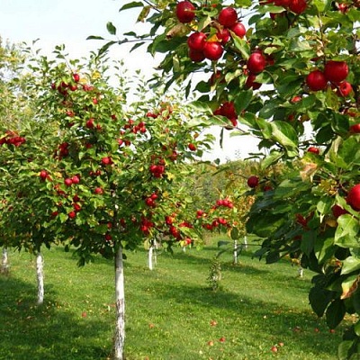 Плодовые деревья в Домодедове