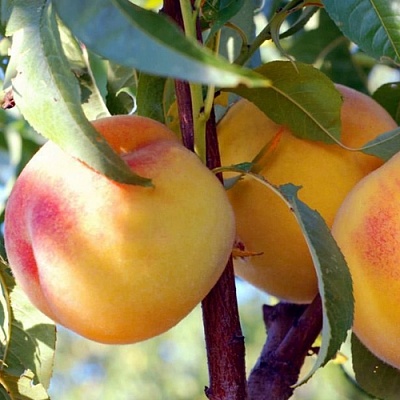 Колонновидные персики в Домодедове
