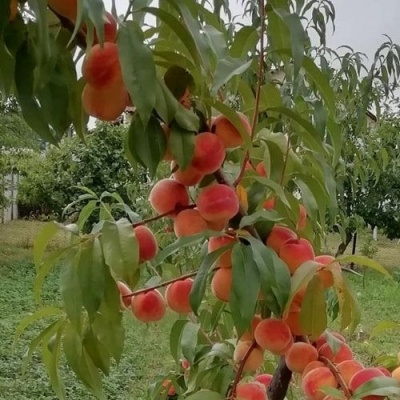 Персик ВУЛКАН в Домодедове