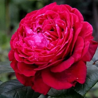 Роза 4 ВЕТРОВ флорибунда  в Домодедове
