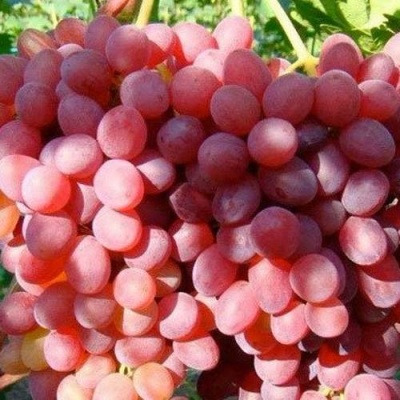 Виноград КИШМИШ КРАСНЫЙ в Домодедове