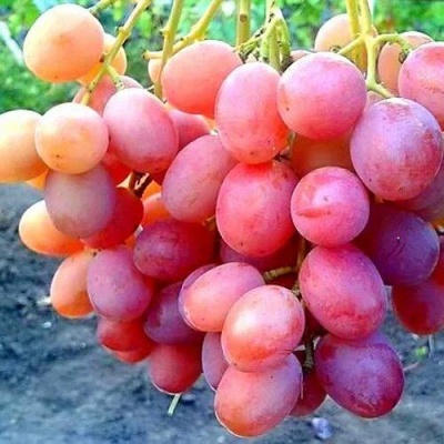 Виноград АНЮТА в Домодедове