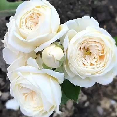 Роза АРТЕМИС шраб в Домодедове