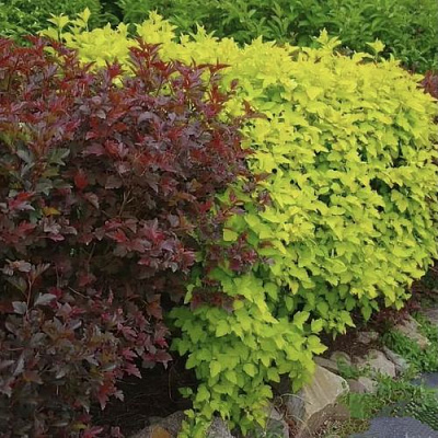 Калинолистный в Домодедове