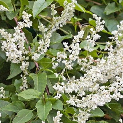 Фаллопия АУБЕРТА в Домодедове