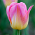 Тюльпан ТОМ ПАУС триумф в Домодедове