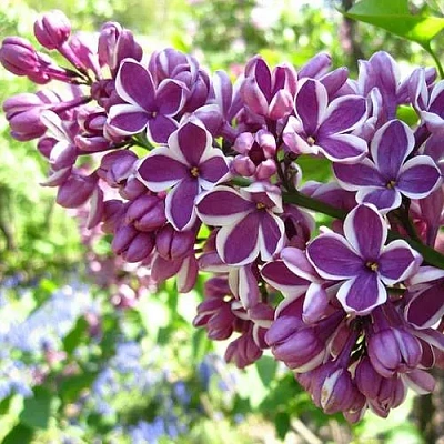 Сирень СЕНСАЦИЯ (привитая) в Домодедове