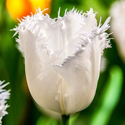 Тюльпан НОРТ ПОУЛ бахромчатый в Домодедове