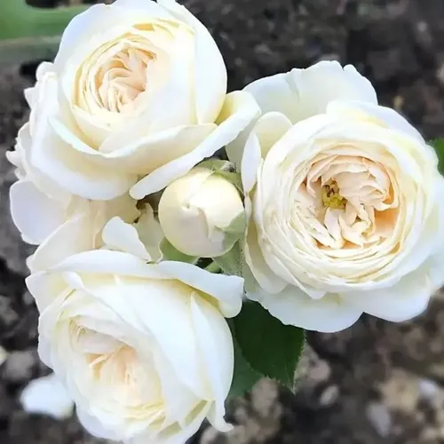 Роза АРТЕМИС шраб в Домодедове