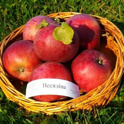 Яблоня ВЕСЯЛИНА в Домодедове